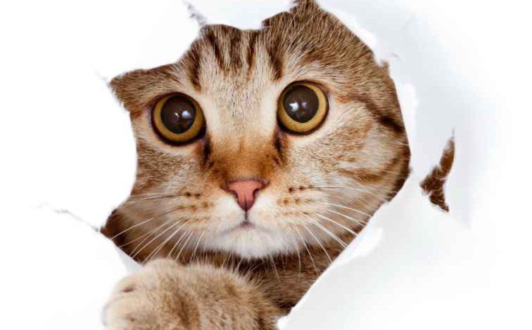 بیماری توکسوپلاسموز در گربه ها
