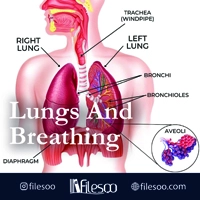 main language Lungs and breathing book