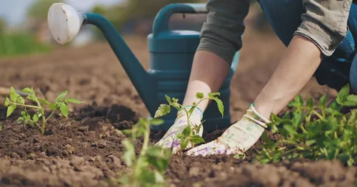 بهترین کتاب های باغبانی و پرورش کتاب در آمازون